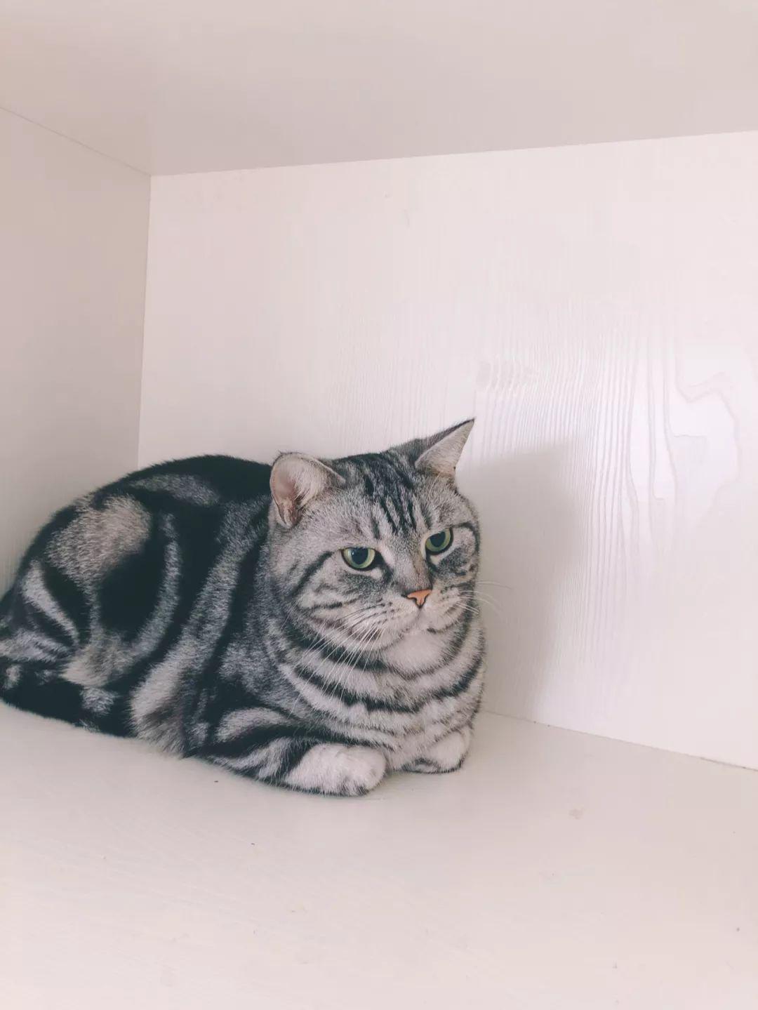 猫的读音是什么意思 1501a05b6a144dec93ae500410ccaf40.jpeg