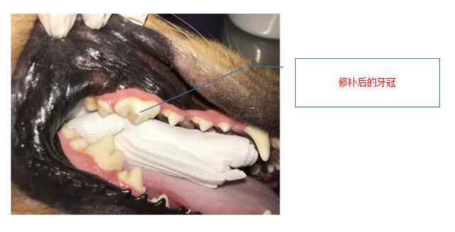 宠物牙齿根管治疗牙冠修补