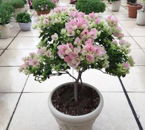 如何修剪三角梅才会开花多 1b76e04bc9ec411fb6bb52e5afc2da7e.jpeg