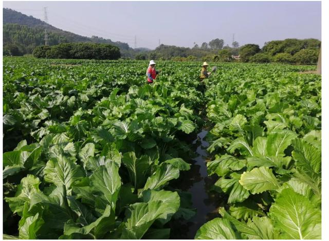 增城迟菜心:菜心界的"大长腿"