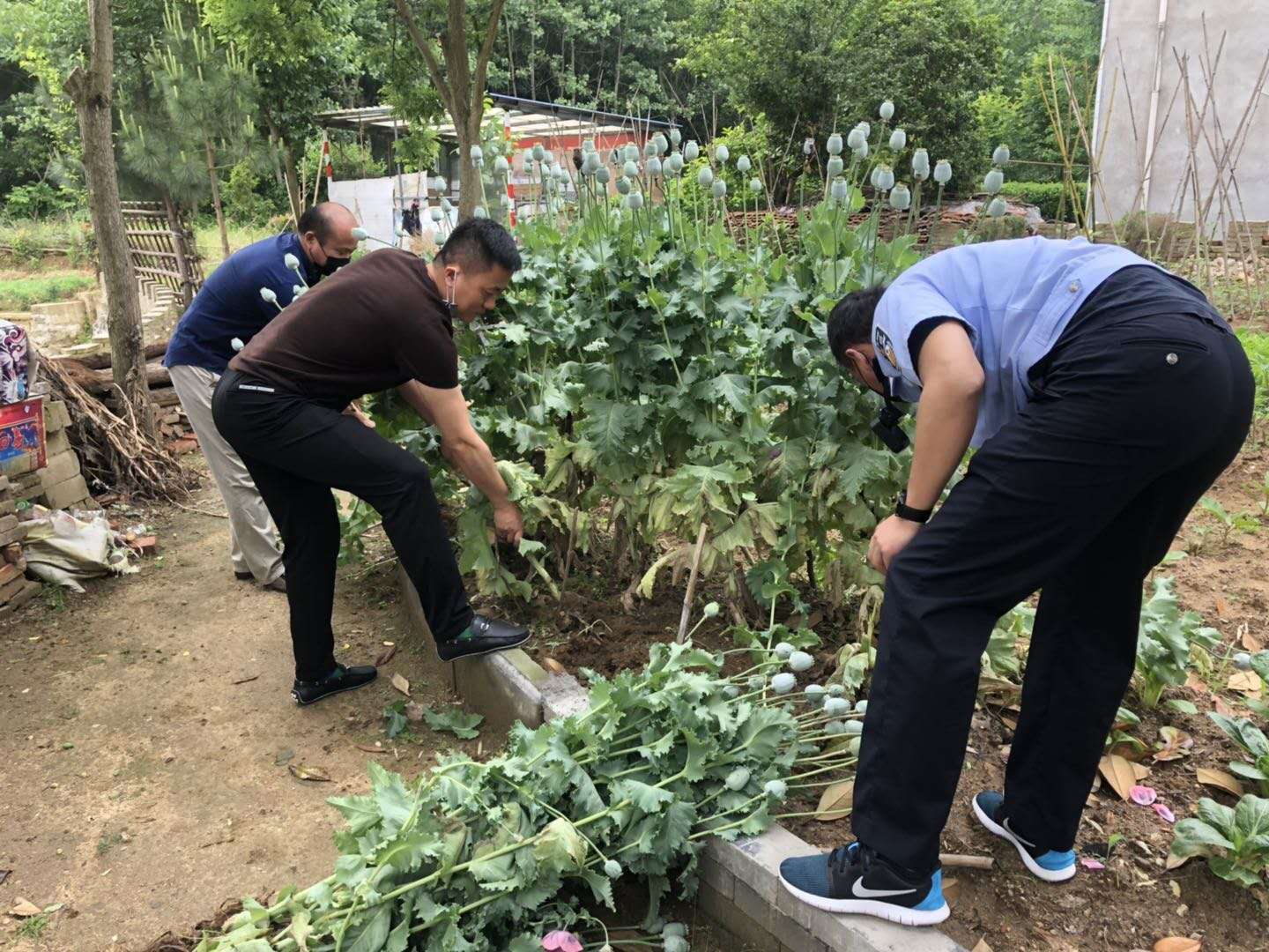 团风两农户非法种植罂粟 民警依法铲除并销毁