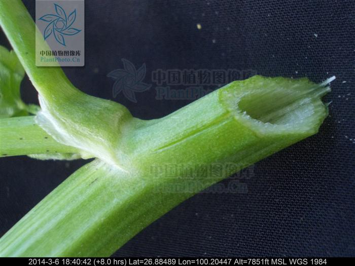 花信风no393茛97花烂漫药世祖