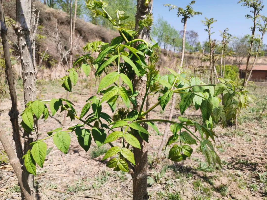 乌龙头树在长期的自然进化中形成了高抗病虫害及耐瘠薄的生存能力