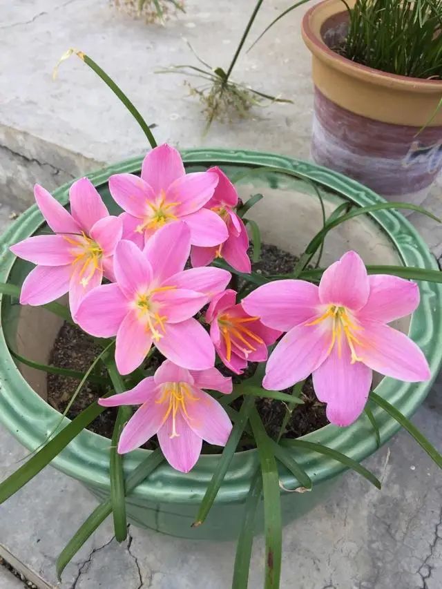风雨兰怎么换盆 336b1237f5ae4f0aac11487852b2dfd9.jpeg