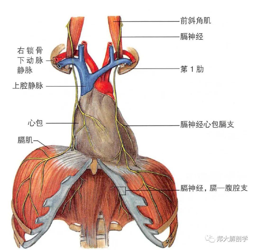 感觉纤维分布于胸膜,心包,膈下面的部分腹膜,右侧膈神经感觉纤维分布