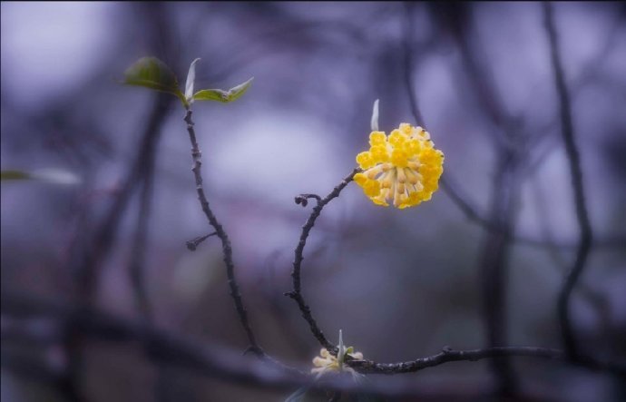 闲中好,寂寞花为偶