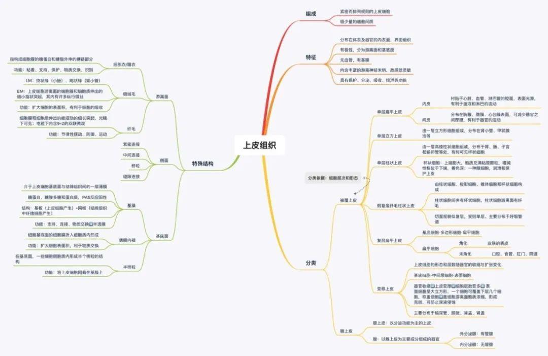 思维导图,从上皮组织的组成,特征,分类,特殊结构等方面清晰有条理地