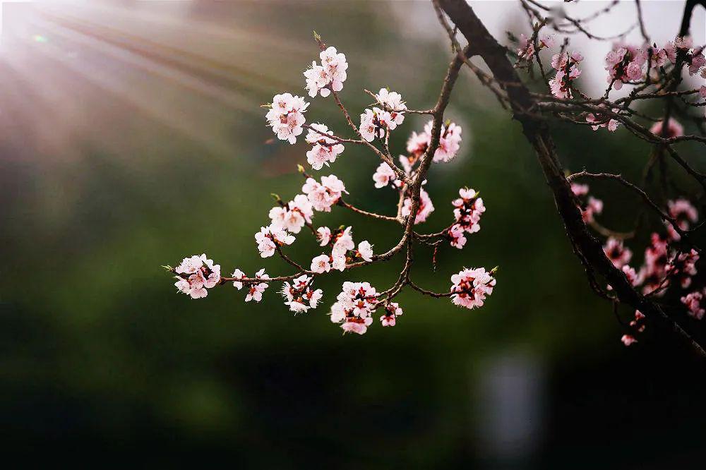 初春春光正好一起来净月看小花花呀