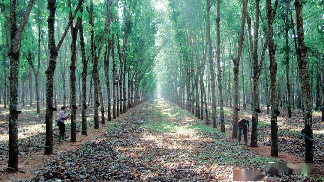 "看到剧中橡胶林,兵营式建筑等场景,倍感亲切.