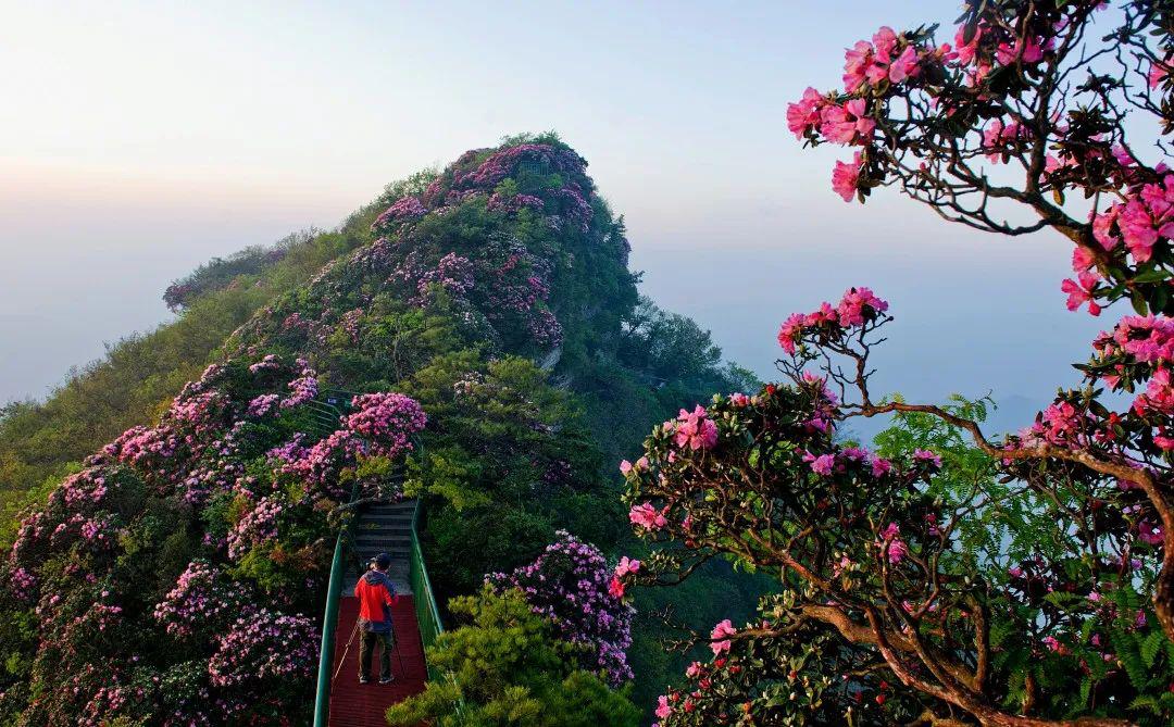 杜鹃花节丨光雾山"杜鹃花天使"征集评选活动开始啦!