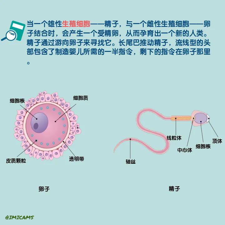 图说人体-10:人类繁衍的秘密—生殖细胞