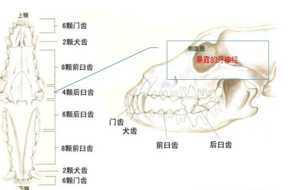 宠物牙齿根管治疗牙冠修补