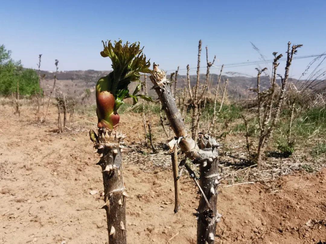 《那山那水我代言》乌龙头这种野菜您吃过吗?