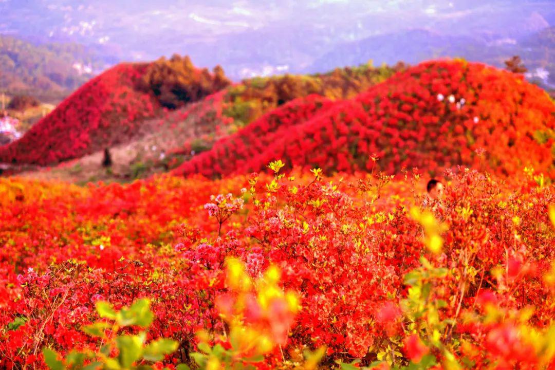 黄平大高山杜鹃花迎风怒放,藏身于苗岭深处的红色美景