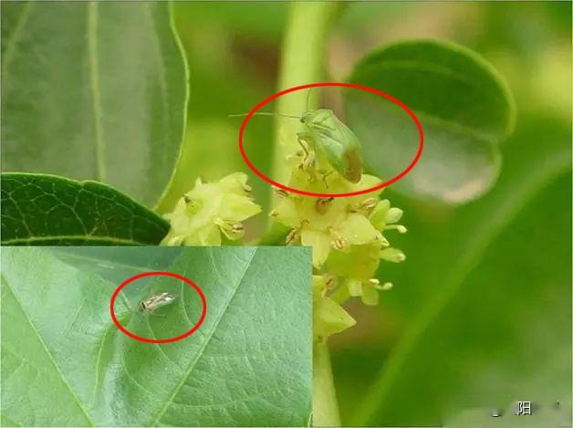 这个新药将果树上的蚜虫,绿盲蝽,钻心虫等6种害虫全部