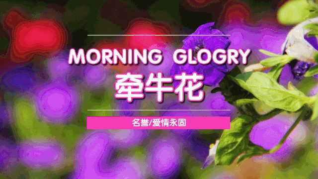 【套装】体验期待,这套家庭种植套装帮你在家和孩子一起完成仪式感79元/2套| 经历播种