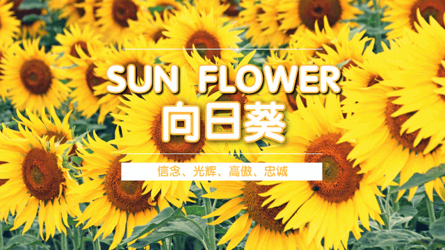 【套装】体验期待,这套家庭种植套装帮你在家和孩子一起完成仪式感79元/2套| 经历播种