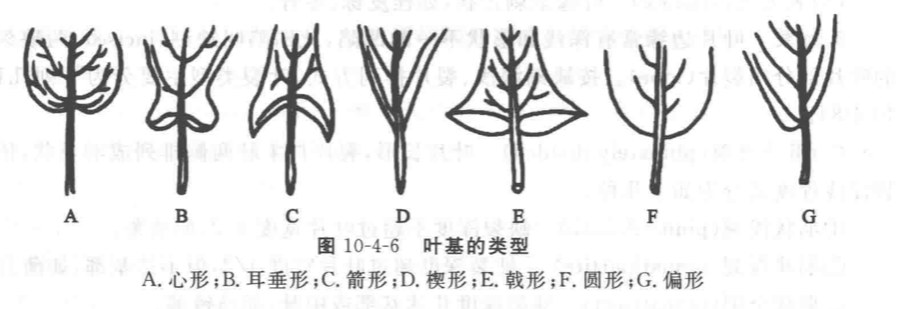 叶缘类型:叶裂类型:【川,草二乌如何区分】川乌,草乌都是药材名,川乌