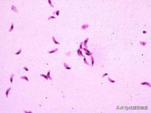 如何杀死体内的小型寄生虫 69c57b7d4c7846e0814c46afe7973c94.jpeg