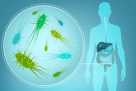 吃什么能增加肠道有益菌群 7186e7f8486d4eee865e537620bc5492.png