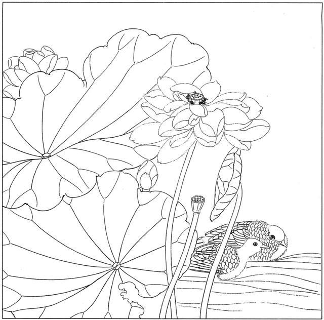 白描素材,高清荷花50副