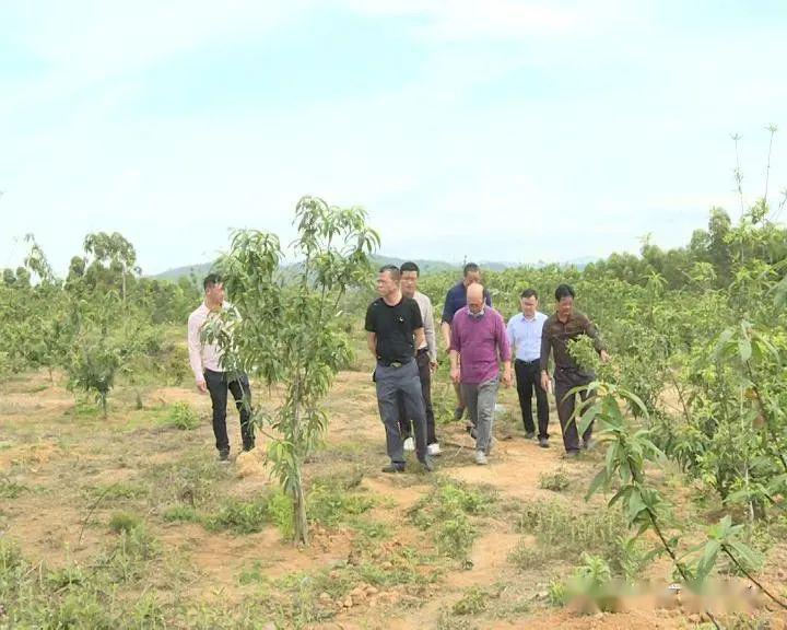 河东镇:以产业促扶贫见成效_欧厝村