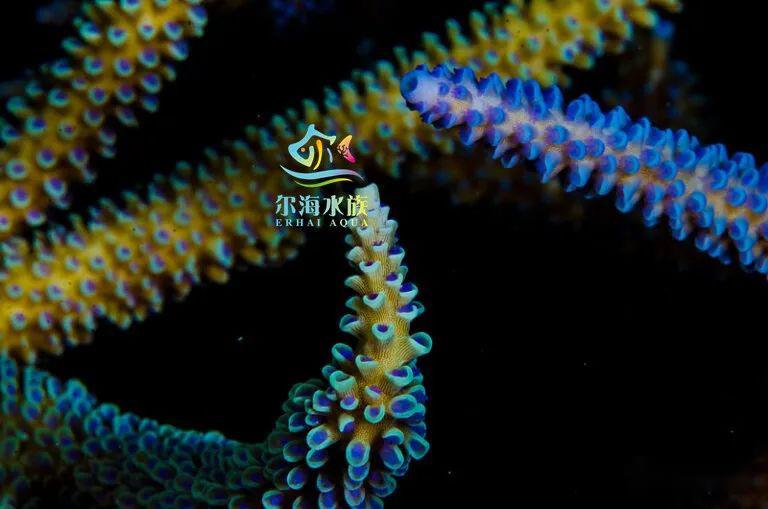 在没有寄主(acropora,鹿角珊瑚)情况下 扁虫(aefw 最长可以存活9天.