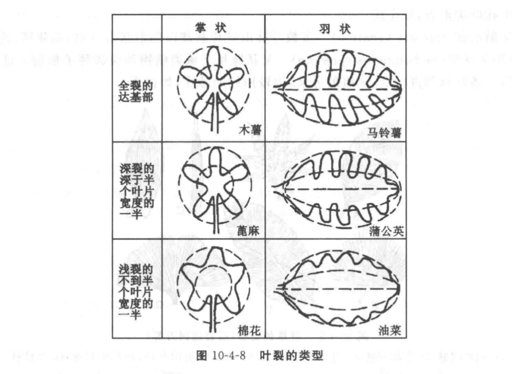 花信风 no.3⽑茛⼭花烂漫药世祖_瘦果