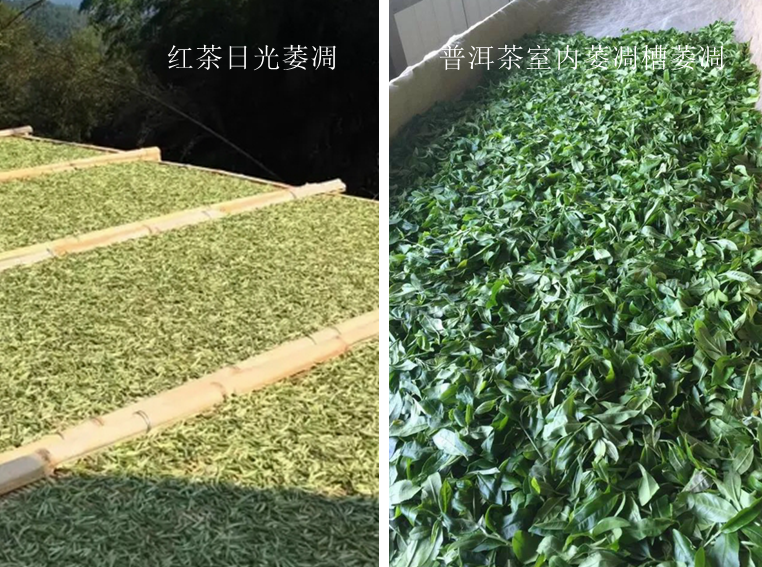 普洱茶的"萎凋":普洱茶的"萎凋"原理和红茶一样,也是一种物理走水