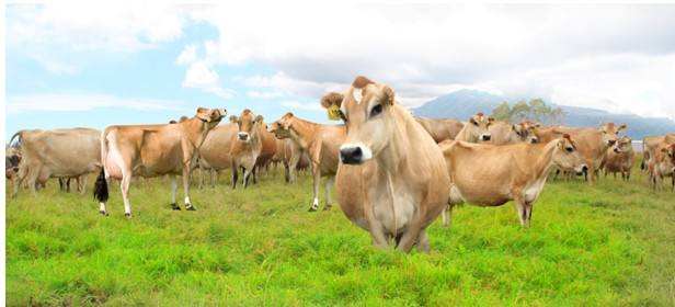 6 瑞士褐牛瑞士褐牛(brownswiss)属乳肉兼用品种,原产于瑞士阿尔卑斯