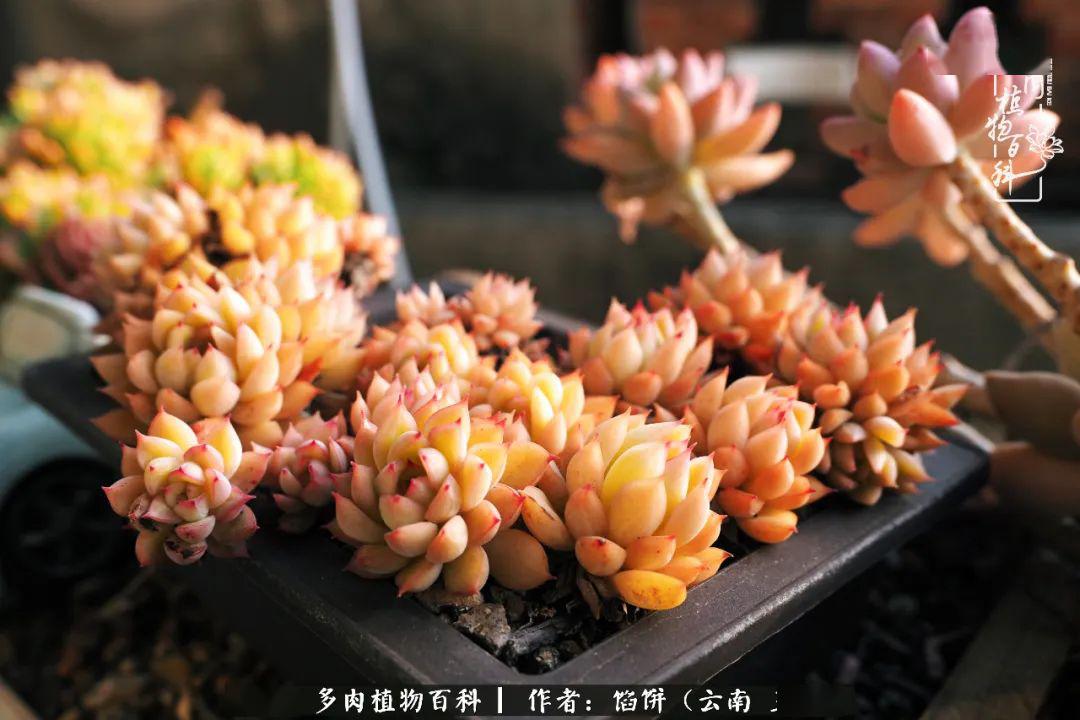 娜娜小勾,忽略背景的杂乱,哈哈!