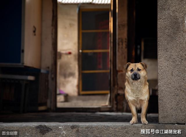 3,狗狗能看家护院