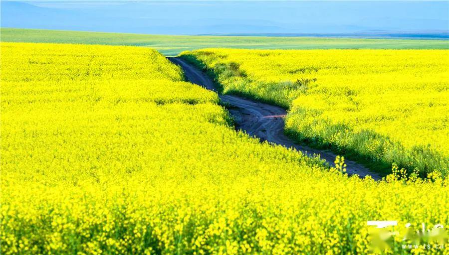 昭苏草原油菜花