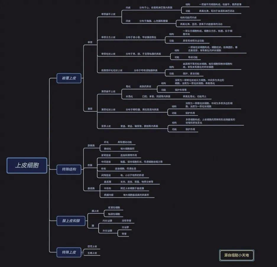 通过思维导图的方式建立了一张上皮组织的的知识点框架,具有清楚明了