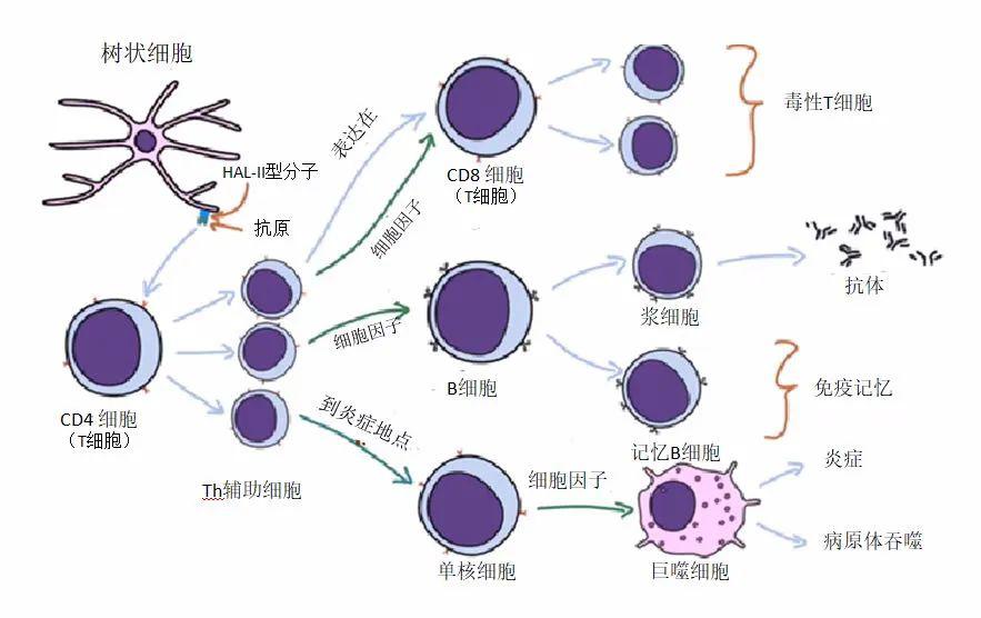 夏海宁病原体入侵人体免疫系统如何应对