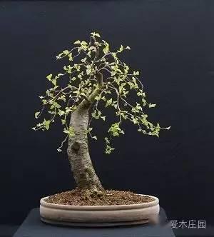 (实战)普通白桦树的华丽变身,玩盆景别纠结树种