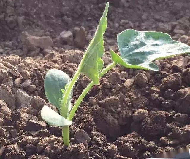 种植上称为移栽注意看,西瓜苗是种在陇