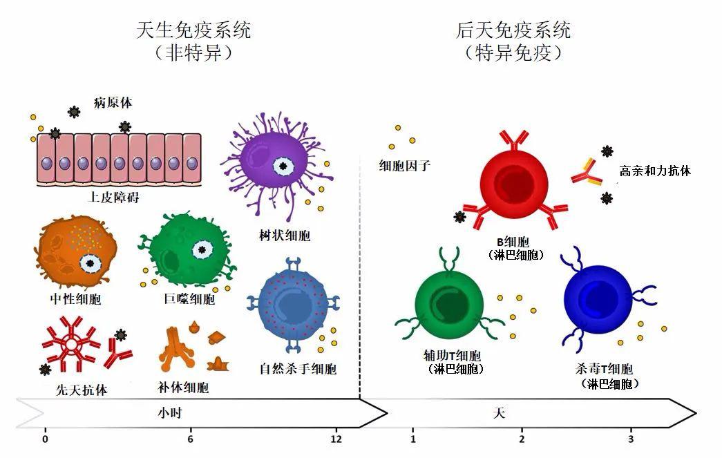 后天免疫(acquired immunity)也叫特异性免疫(specific),意思是针对