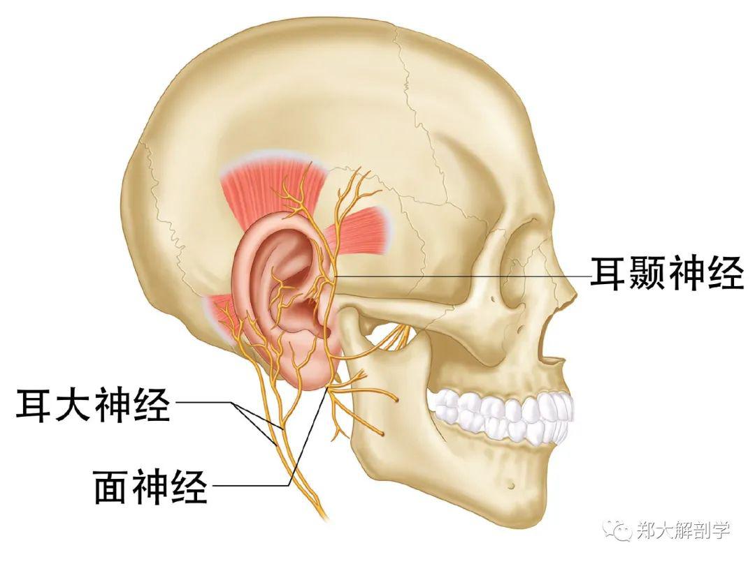 颈丛神经卡压