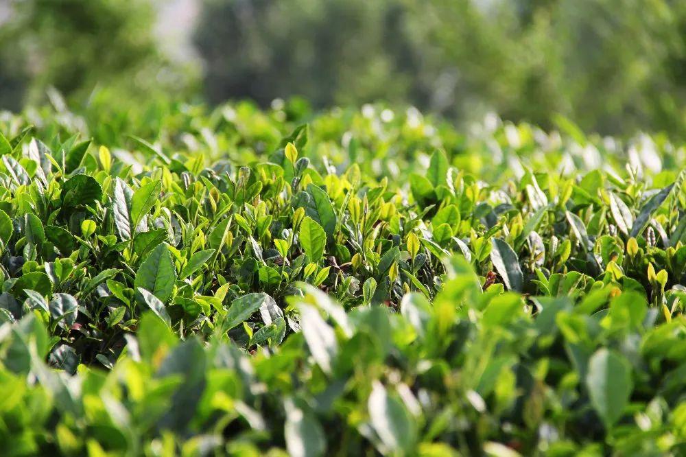 茶溪川首届沂蒙绿茶节将于5月10日开幕啦