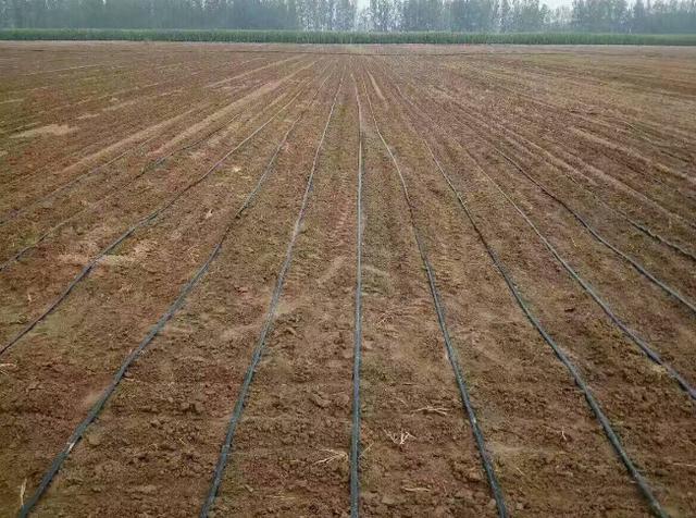 甘蔗灌溉正确掌握甘蔗灌溉所需水量要求有助于提高甘蔗产量