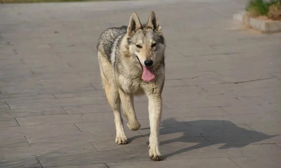 原创捷克狼犬,似狼却非狼,凶猛帅气,价格也让人望而却步