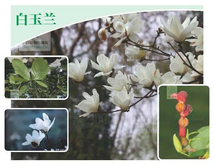 现代农事园丨花言树语丨白玉兰