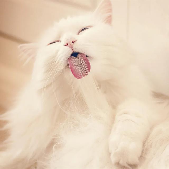 养一只长毛猫,到底有多难