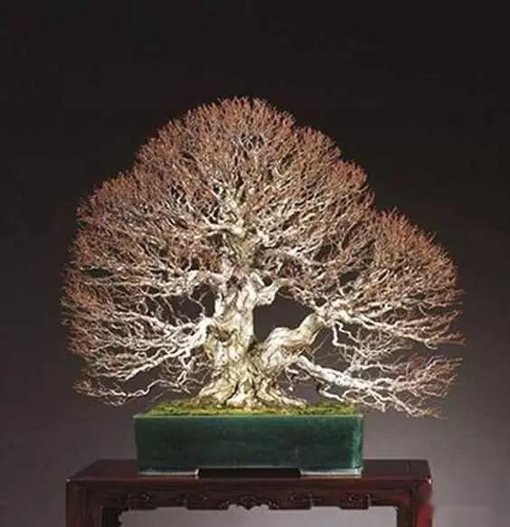 (图文)盆景下山桩高温天气套袋究竟可以不?教你套袋不