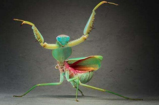 地球上10大螳螂,非洲绿巨螳和中华大刀螳领衔,你知道几个?
