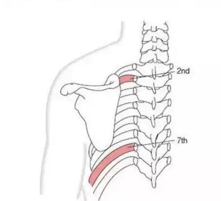 肩胛带是用来描述肩胛骨和锁骨的活动.