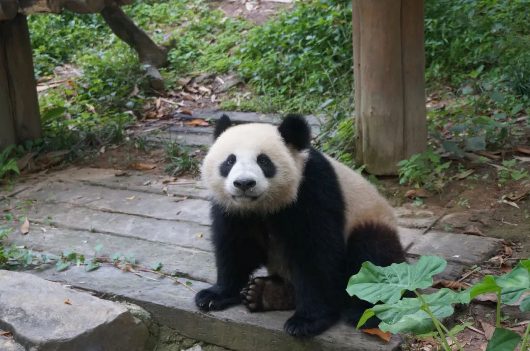 熊熊熊熊熊熊熊熊熊熊猫出没!