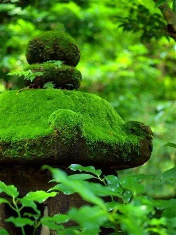 一处青苔美了一个院子
