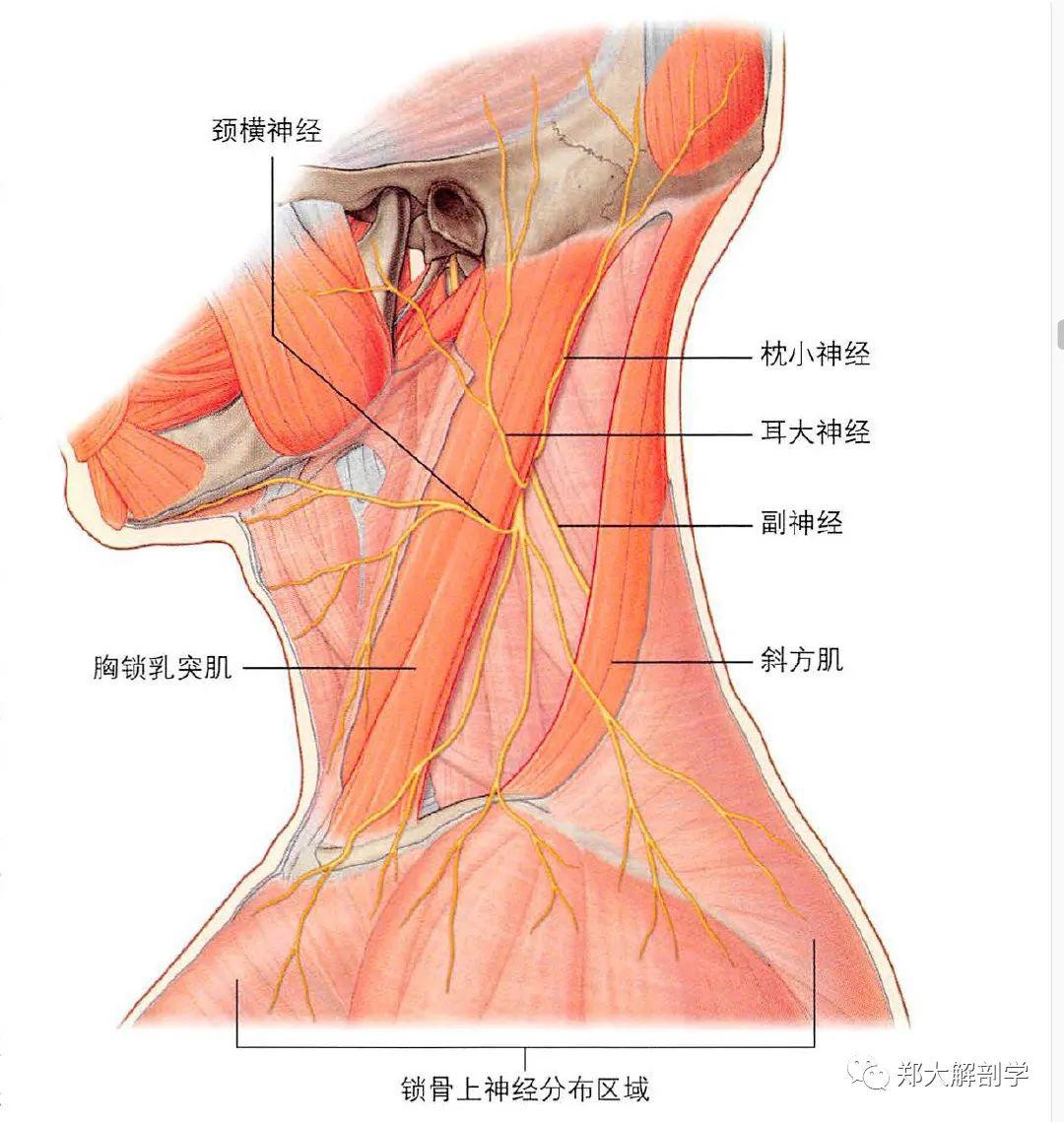 颈丛发出的4个感觉分支,由上至下为枕小神经,耳大神经,颈横神经,锁骨